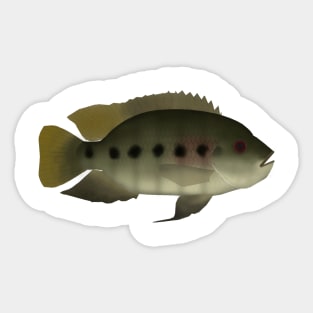 Spotted Tilapia Sticker